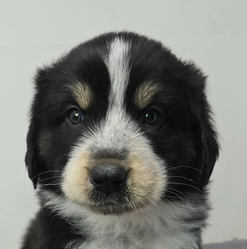 A baby medium-sized male Tricolor (Brown, Black, & White) Australian Shepherd dog named Hawkster for adoption in Newport, TN