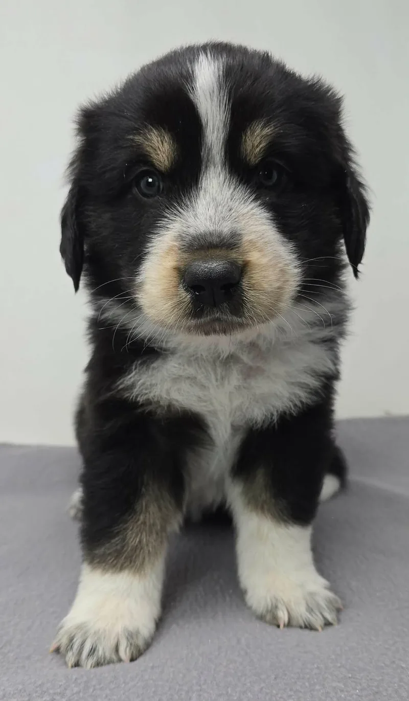 Hawkster thumbnail 3