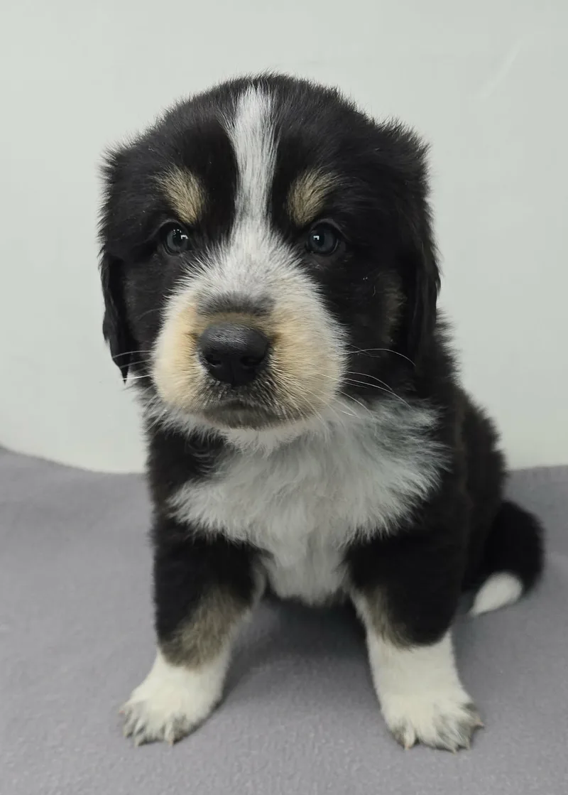 Hawkster thumbnail 4