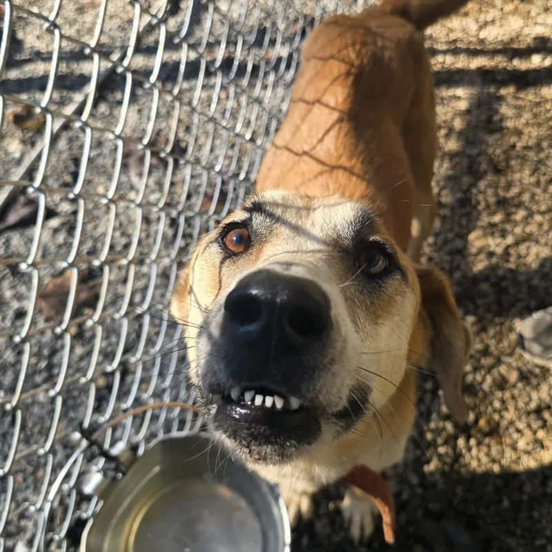 An adult medium-sized female Shepherd dog named Lucy for adoption in Wappingers Falls, NY