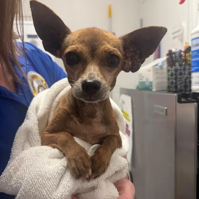 A senior small-sized male Brown / Chocolate Chihuahua dog named Stray chihuahua for adoption in Henderson, NV