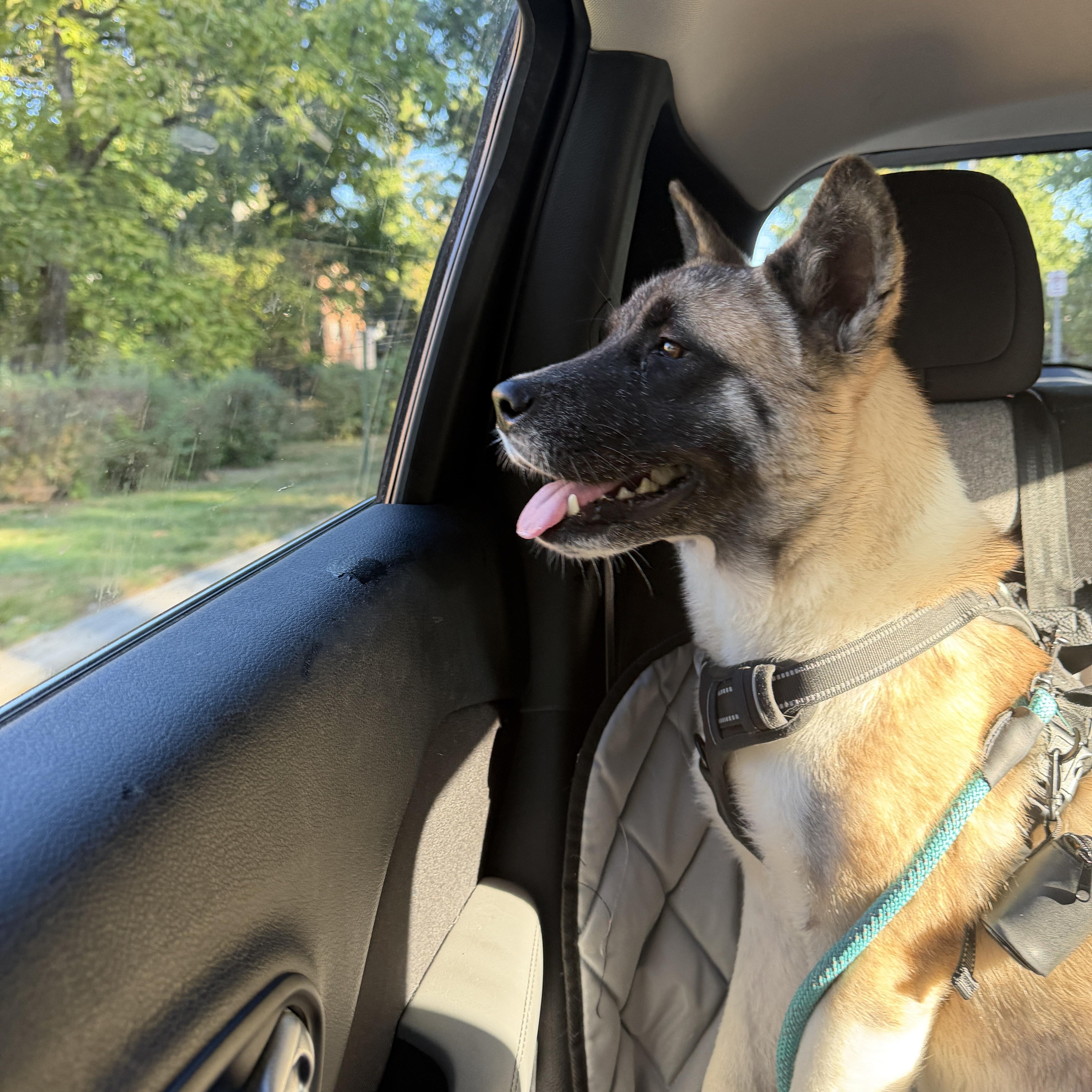 A baby large-sized male Akita dog named Jackson for adoption in Chicago, IL