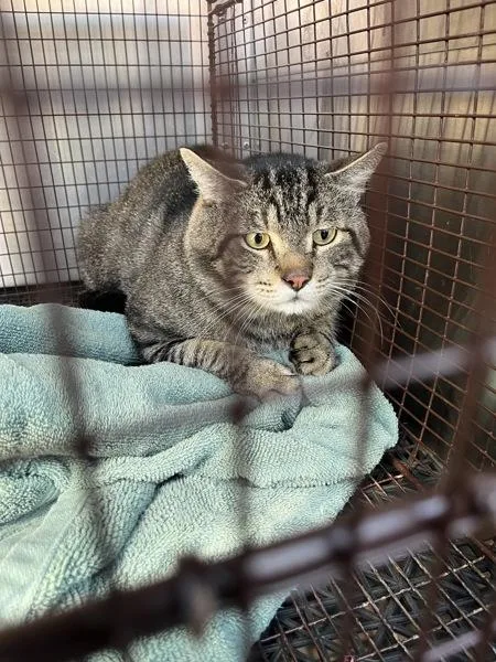 An adult small-sized male Domestic Short Hair cat named Gatito for adoption in Austin, TX
