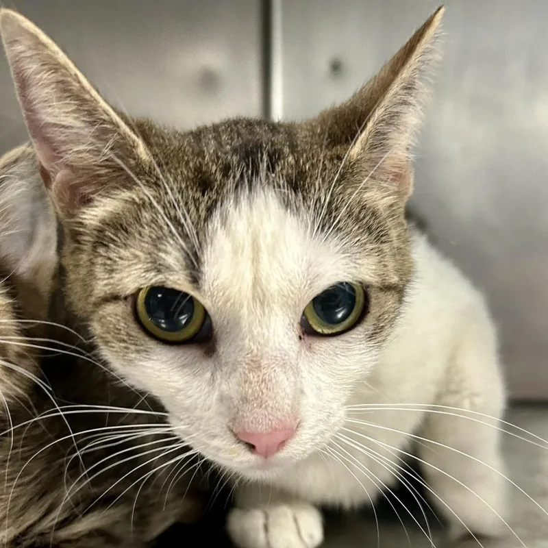An adult medium-sized female White Domestic Short Hair cat named Janie for adoption in St Joseph, MO