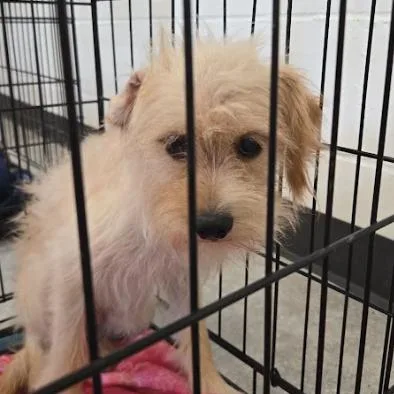 A young small-sized male Yellow / Tan / Blond / Fawn Wirehaired Terrier dog named Arti Choke for adoption in East Saint Louis, IL