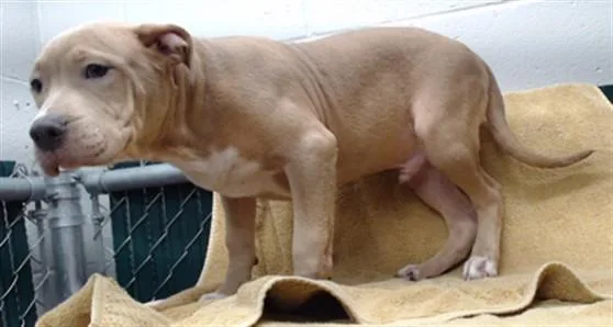 A baby medium-sized male Pit Bull Terrier dog named Pastrami for adoption in Downey, CA