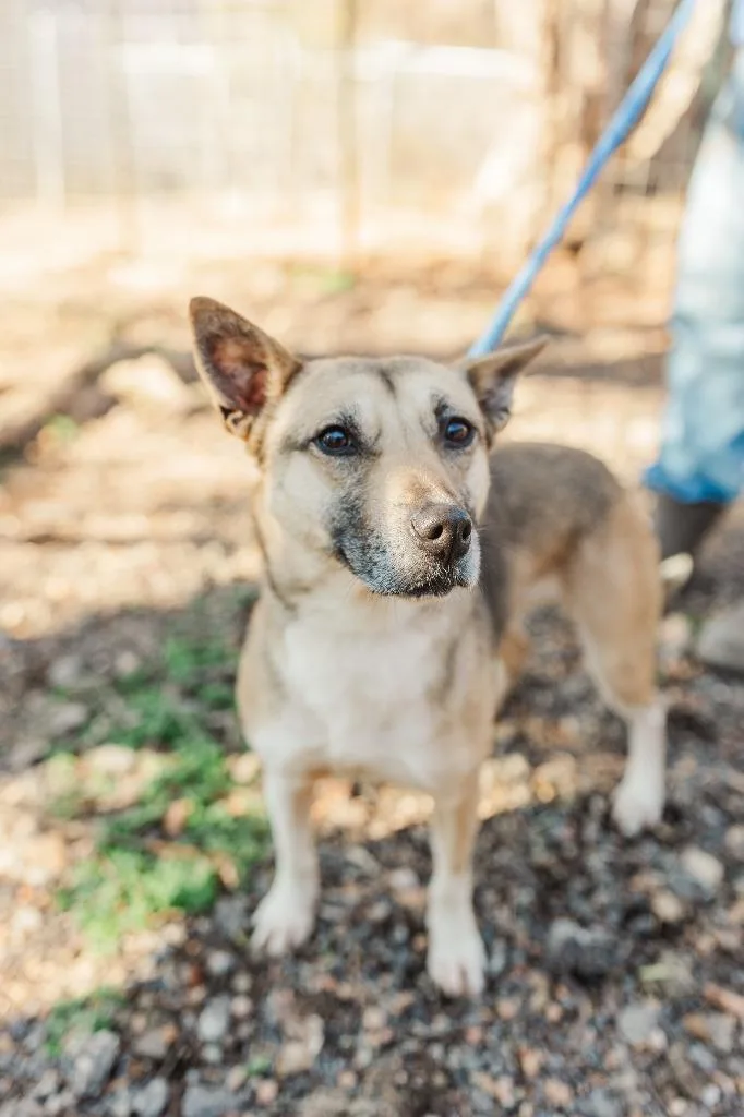 Shortcake thumbnail 2