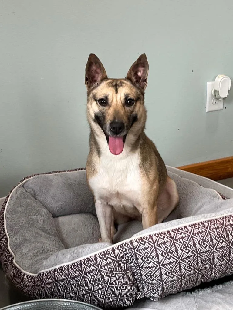 Shortcake thumbnail 4