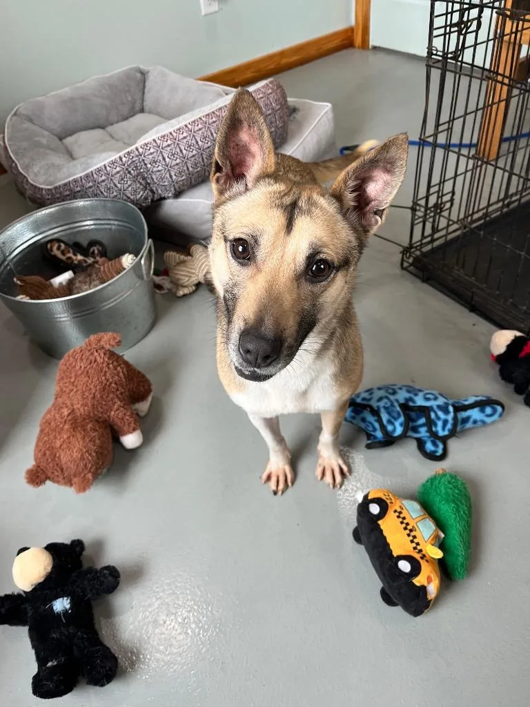 Shortcake thumbnail 6