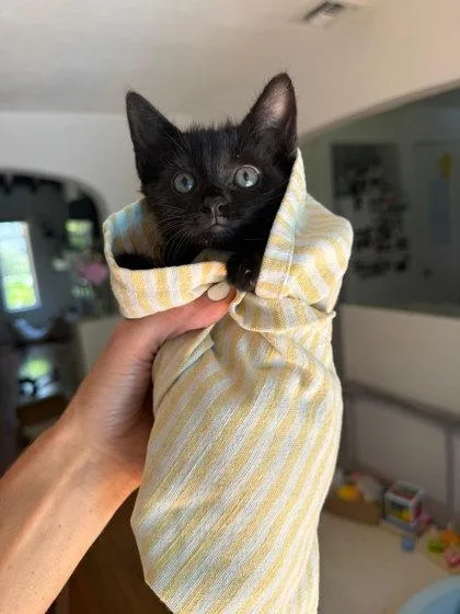 A baby small-sized female Domestic Short Hair cat named Butterfly for adoption in West Chester, PA