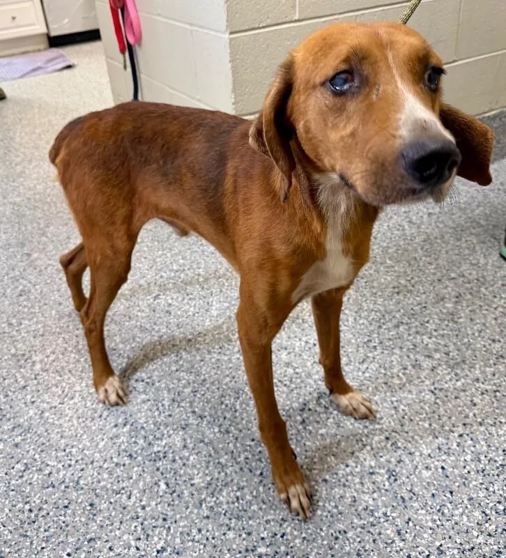 An adult medium-sized male Red / Chestnut / Orange Treeing Walker Coonhound dog named Copper for adoption in Burgaw, NC