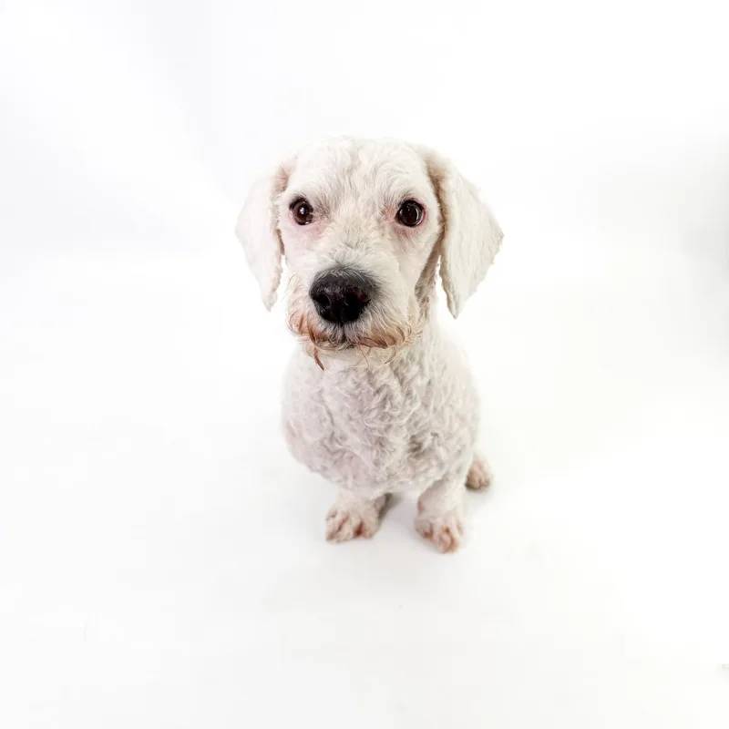 An adult small-sized male White / Cream Poodle (Toy) dog named Buddy for adoption in Scottsdale, AZ