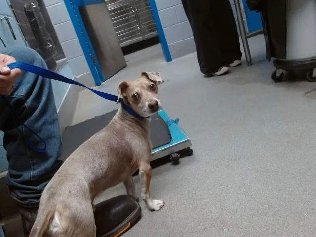 An adult small-sized male Chihuahua dog named King for adoption in Albuquerque, NM