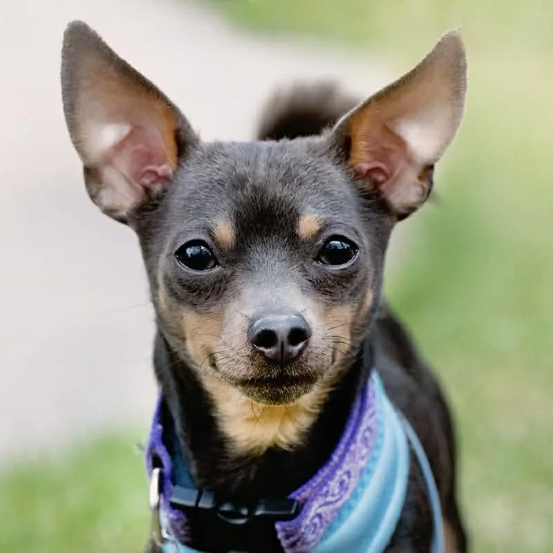 Jake & Finn thumbnail 2