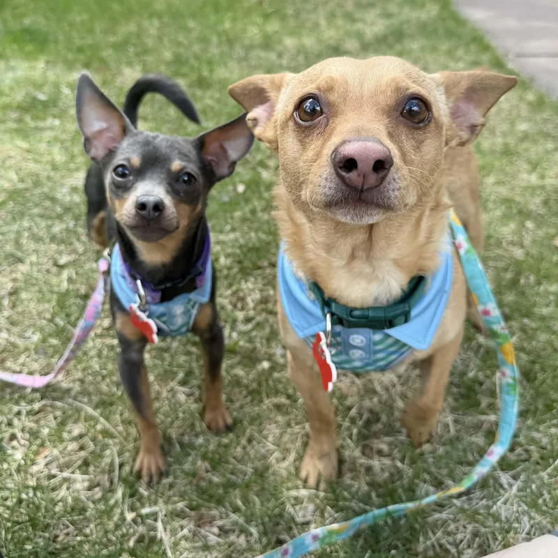 Jake & Finn thumbnail 4