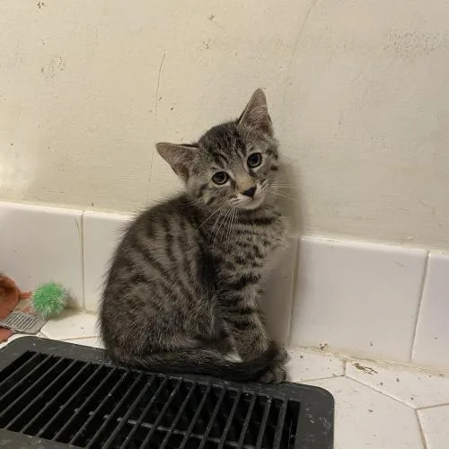 A baby small-sized male Tabby (Gray / Blue / Silver) Domestic Short Hair cat named Cajun for adoption in Toms River, NJ