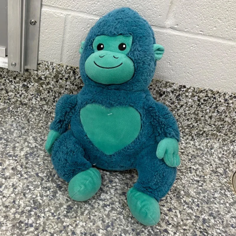 An adult small-sized male Black Beagle dog named Monkey  Test for adoption in Morganton, NC