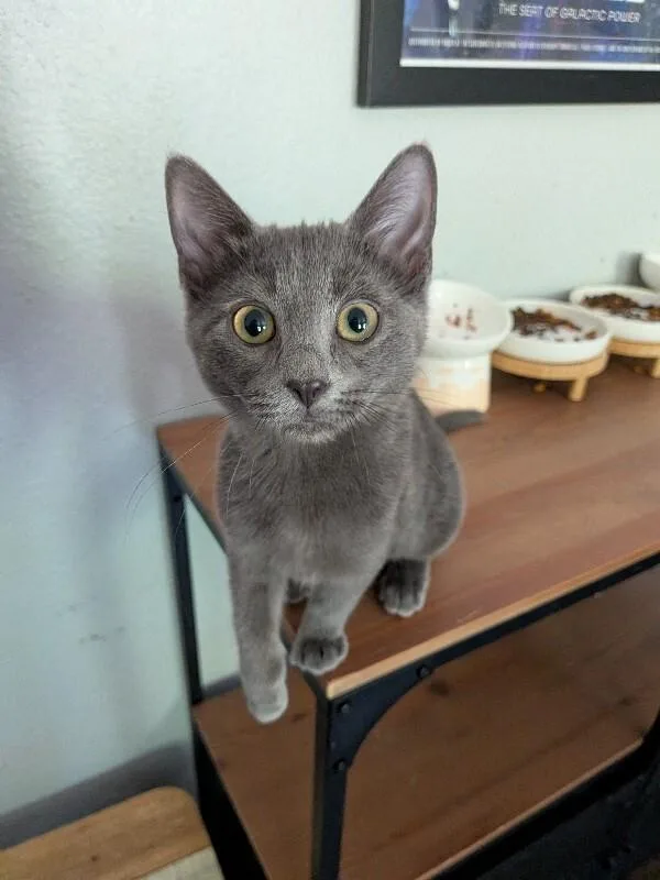 A young medium-sized female Gray / Blue / Silver Domestic Short Hair cat named Boo for adoption in Fort Collins, CO