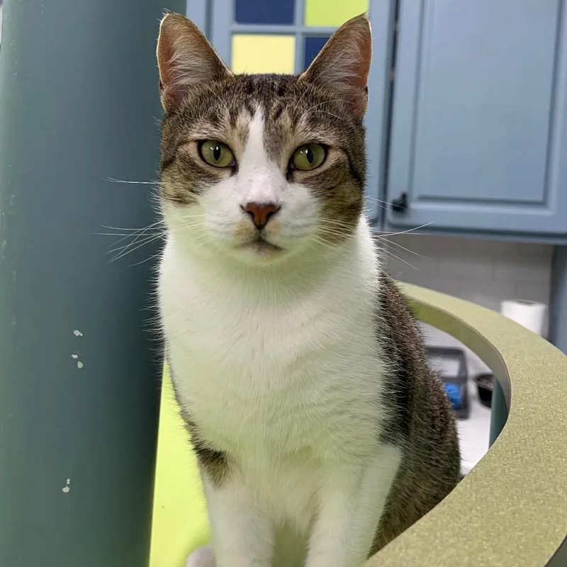 An adult medium-sized male Domestic Short Hair cat named Huey for adoption in Lauderhill, FL