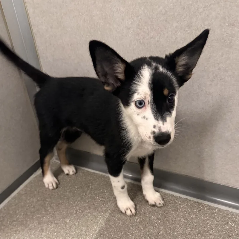 A baby small-sized female Black Mixed Breed dog named Sadie for adoption in Hailey, ID