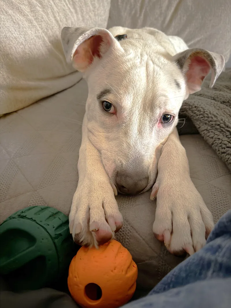 A baby large-sized male Pit Bull Terrier dog named Mello for adoption in Palatine, IL
