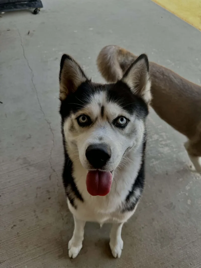 A young large-sized male Husky dog named Loki for adoption in Denison , TX