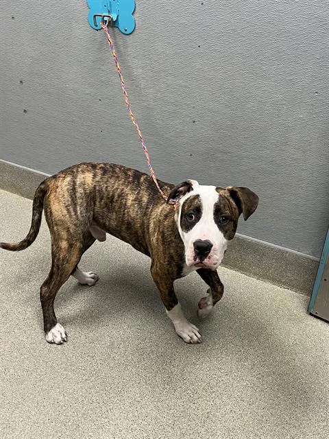 A young large-sized male Pit Bull Terrier dog named Binker for adoption in Las Vegas, NV