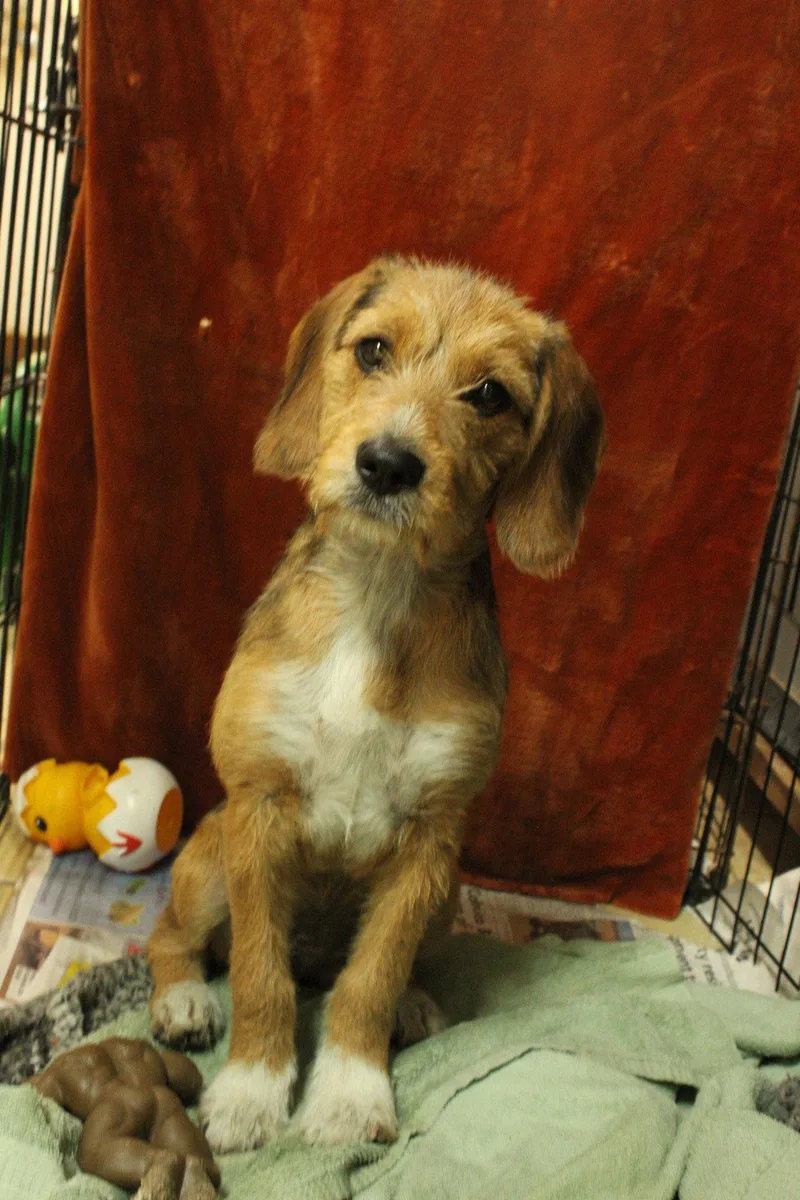 A baby medium-sized female Beagle dog named Luz for adoption in El Centro, CA