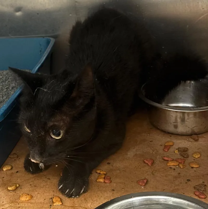 A young medium-sized male Domestic Short Hair cat named Sidney for adoption in Cartersville , GA