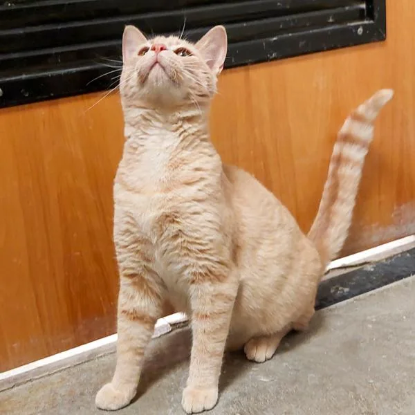A young small-sized male Domestic Short Hair cat named Callan for adoption in Des Moines, IA