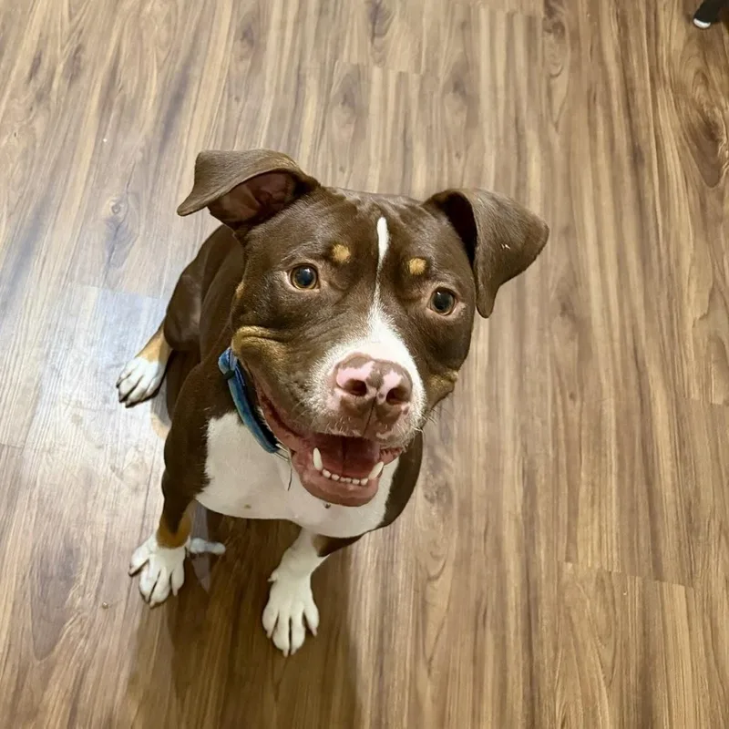 A young medium-sized male American Staffordshire Terrier dog named Waylon for adoption in Murphysboro, IL