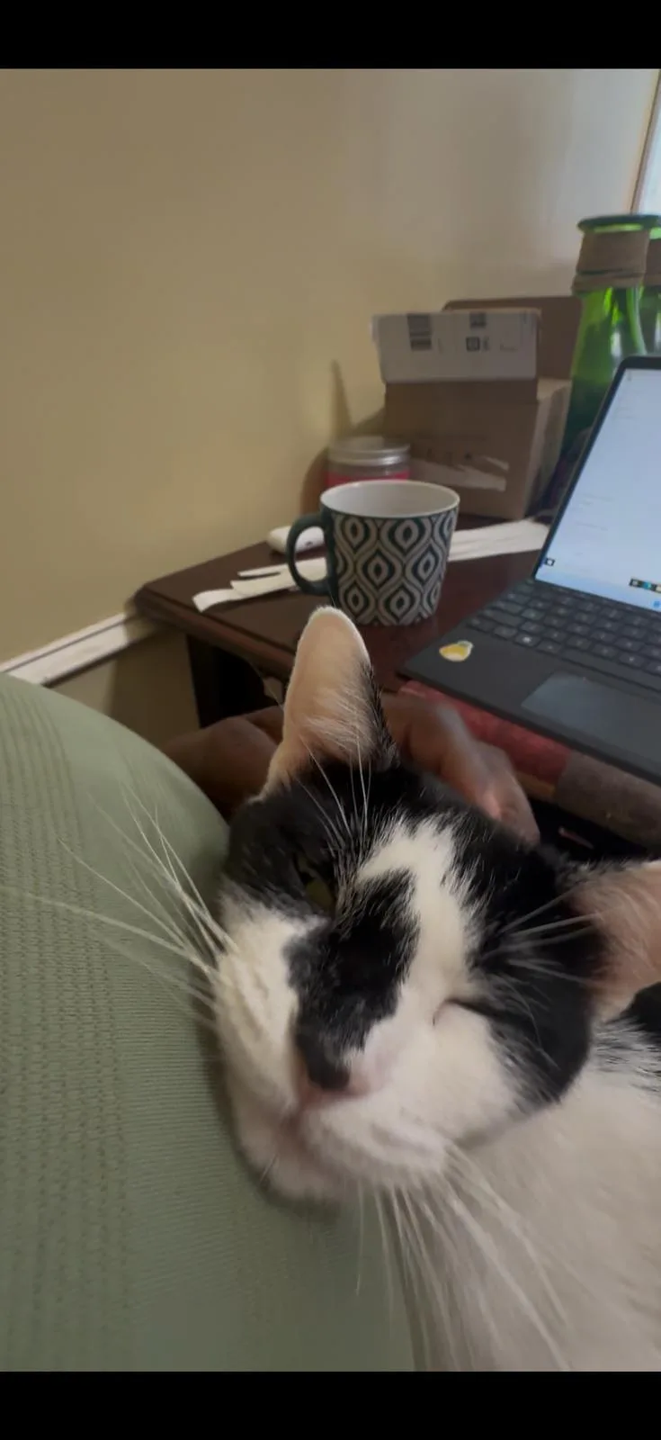 A young medium-sized female Black & White / Tuxedo Domestic Short Hair cat named Tulum for adoption in South Ozone Park, NY