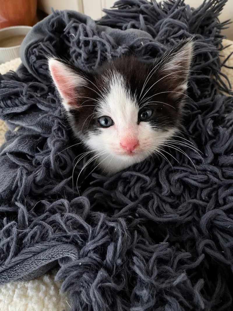 A baby large-sized male Black & White / Tuxedo Domestic Short Hair cat named Figaro for adoption in White Lake, MI