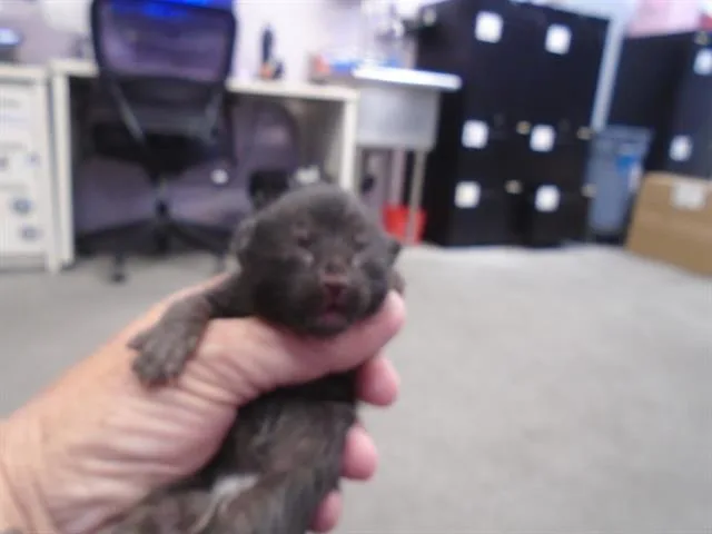 A baby small-sized male Domestic Short Hair cat named Bruno for adoption in Fairfield, CA