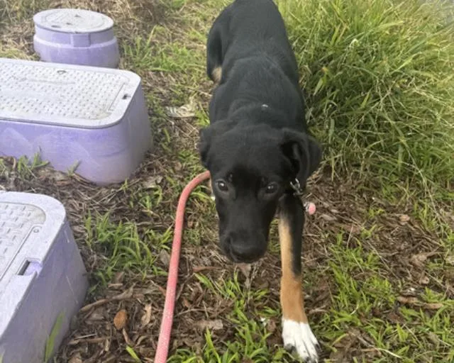 A young medium-sized female German Shepherd Dog dog named Luna for adoption in Martinez, CA