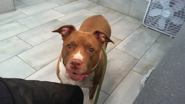 An adult large-sized female Pit Bull Terrier dog named Hazel for adoption in Charlotte, NC