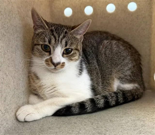 A young large-sized female Domestic Short Hair cat named Butterscotch for adoption in Lancaster, CA