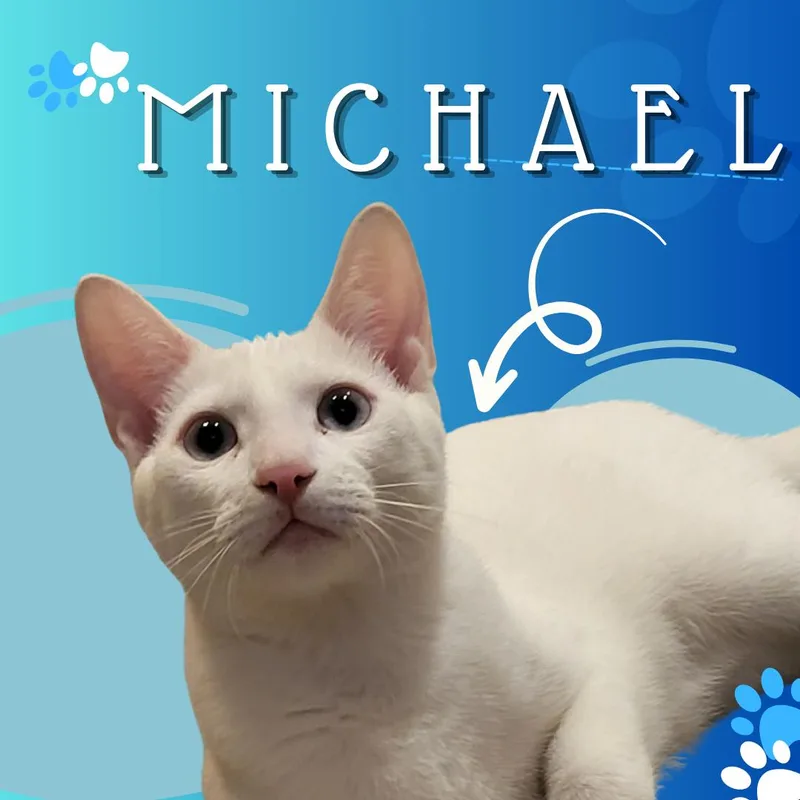 A baby small-sized male Domestic Short Hair cat named Michael for adoption in Tucson, AZ