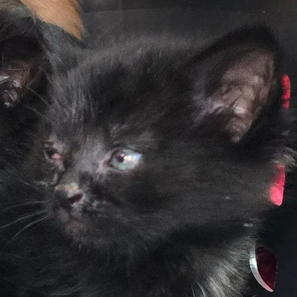 A baby small-sized female Black Domestic Short Hair cat named Shadow for adoption in Grantsville, UT