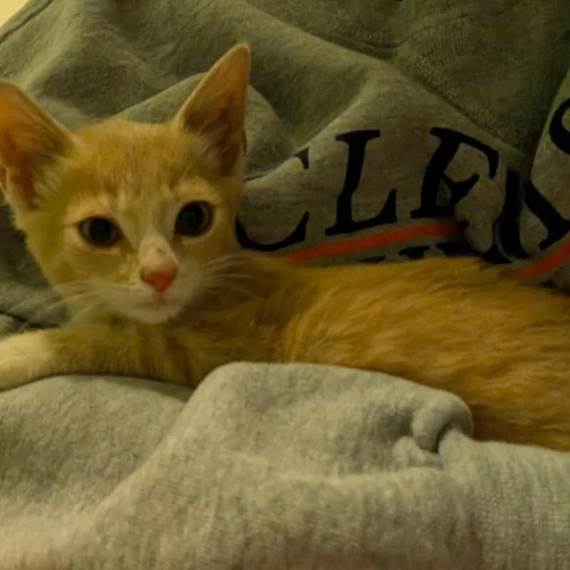 A baby small-sized male Orange / Red Domestic Short Hair cat named Fisher for adoption in Birmingham, AL