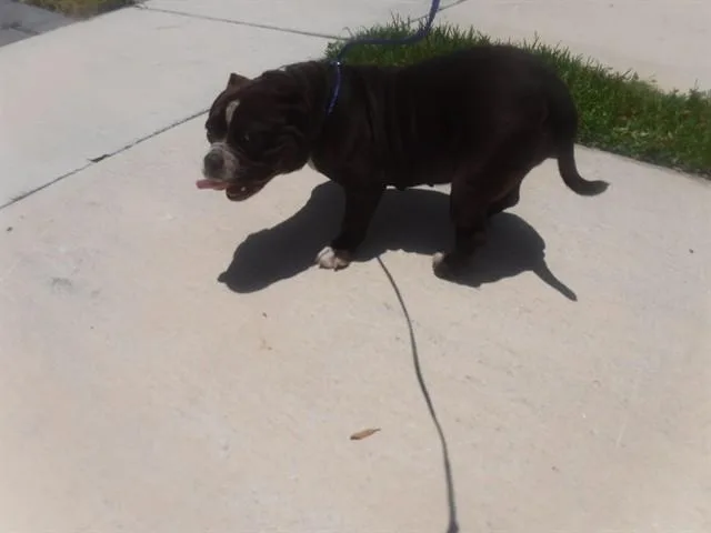 An adult medium-sized female American Bulldog dog named Zara for adoption in Miami, FL
