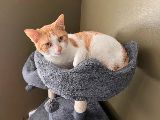 A young medium-sized male Orange & White Domestic Short Hair cat named Jasper for adoption in O'Fallon, MO