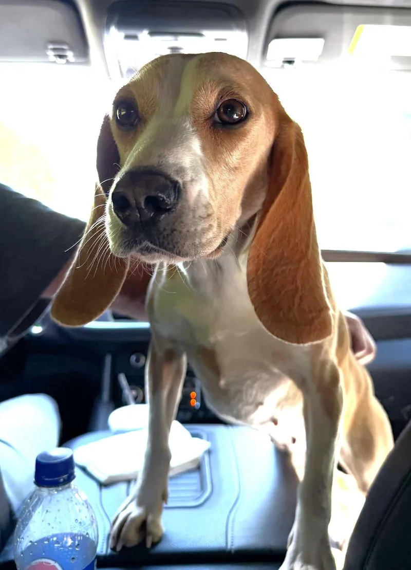 An adult small-sized female Beagle dog named Lillith for adoption in Dunnellon, FL