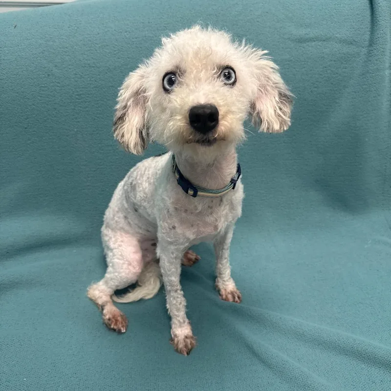 An adult small-sized female White / Cream Miniature Poodle dog named Dotty for adoption in Houston, TX