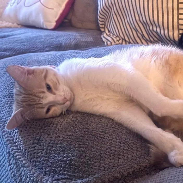 A young medium-sized female Buff & White Domestic Short Hair cat named Phoebe for adoption in Orange, CA