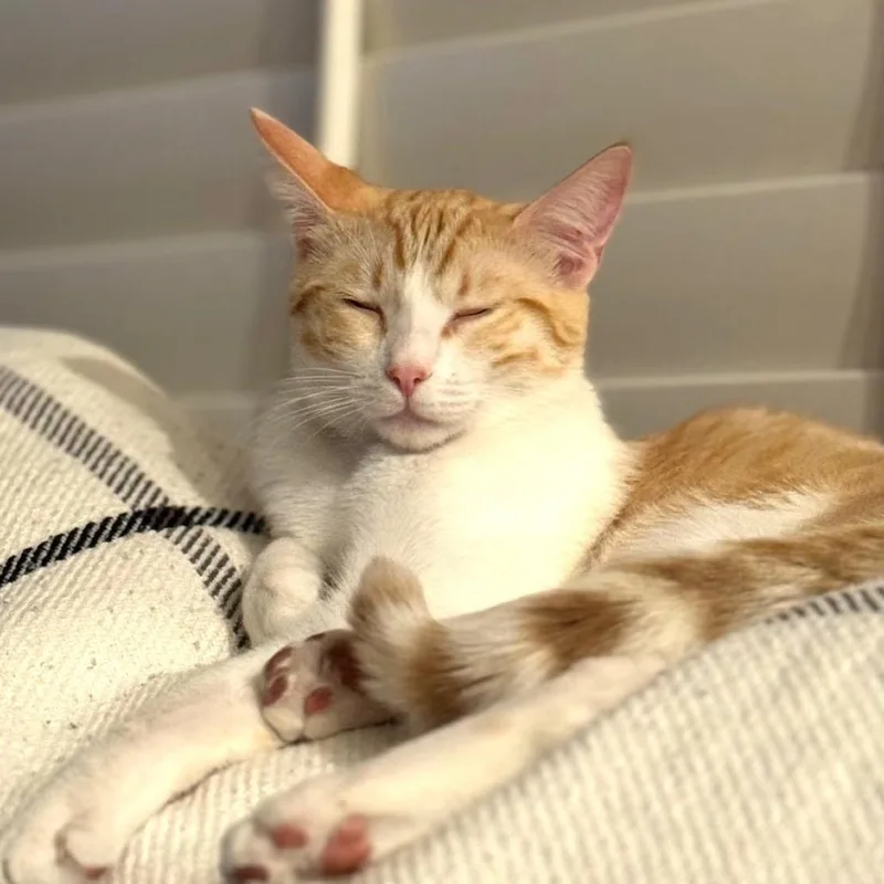 Phoebe thumbnail 2