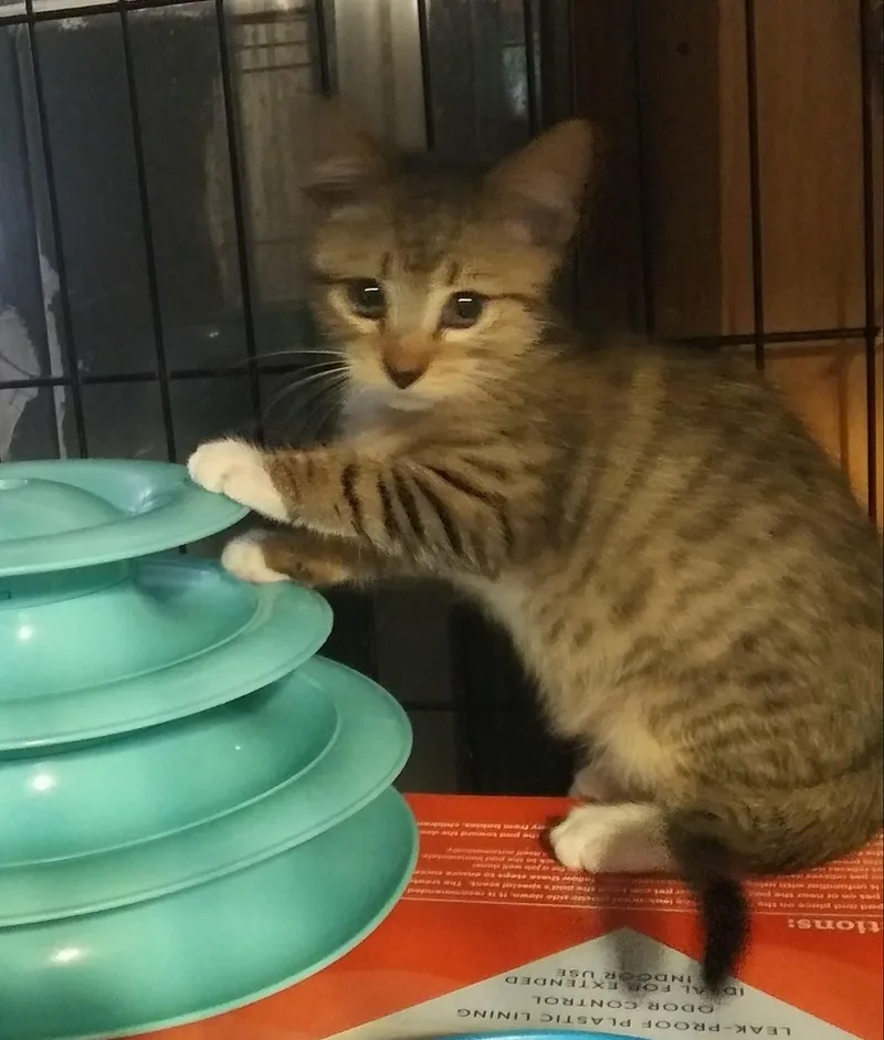 A baby medium-sized male Tabby (Buff / Tan / Fawn) Domestic Short Hair cat named Leo for adoption in Port Wentworth, GA