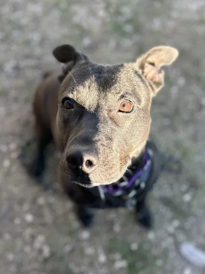 An adult large-sized female Labrador Retriever dog named Aquarena for adoption in San Marcos, TX