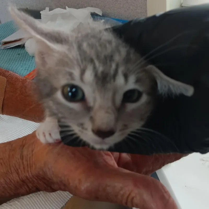A baby small-sized female Brown / Chocolate Domestic Short Hair cat named Cookie for adoption in Jupiter, FL