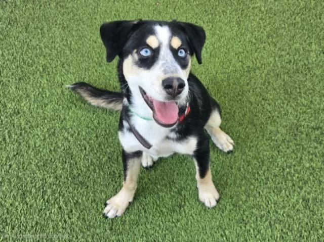 A baby medium-sized female Husky dog named Battina for adoption in Van Nuys, CA